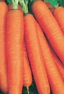 SEEDS - Carrot Nantes